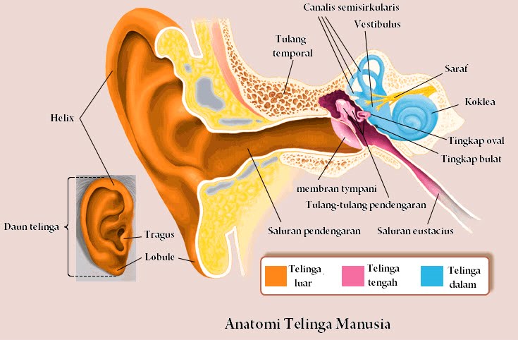Telinga manusia normal mampu mendengar bunyi yang memiliki frekuensi ....